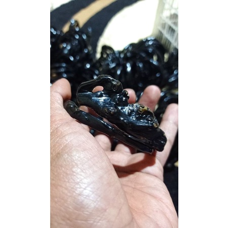 akar bahar hitam combong asli