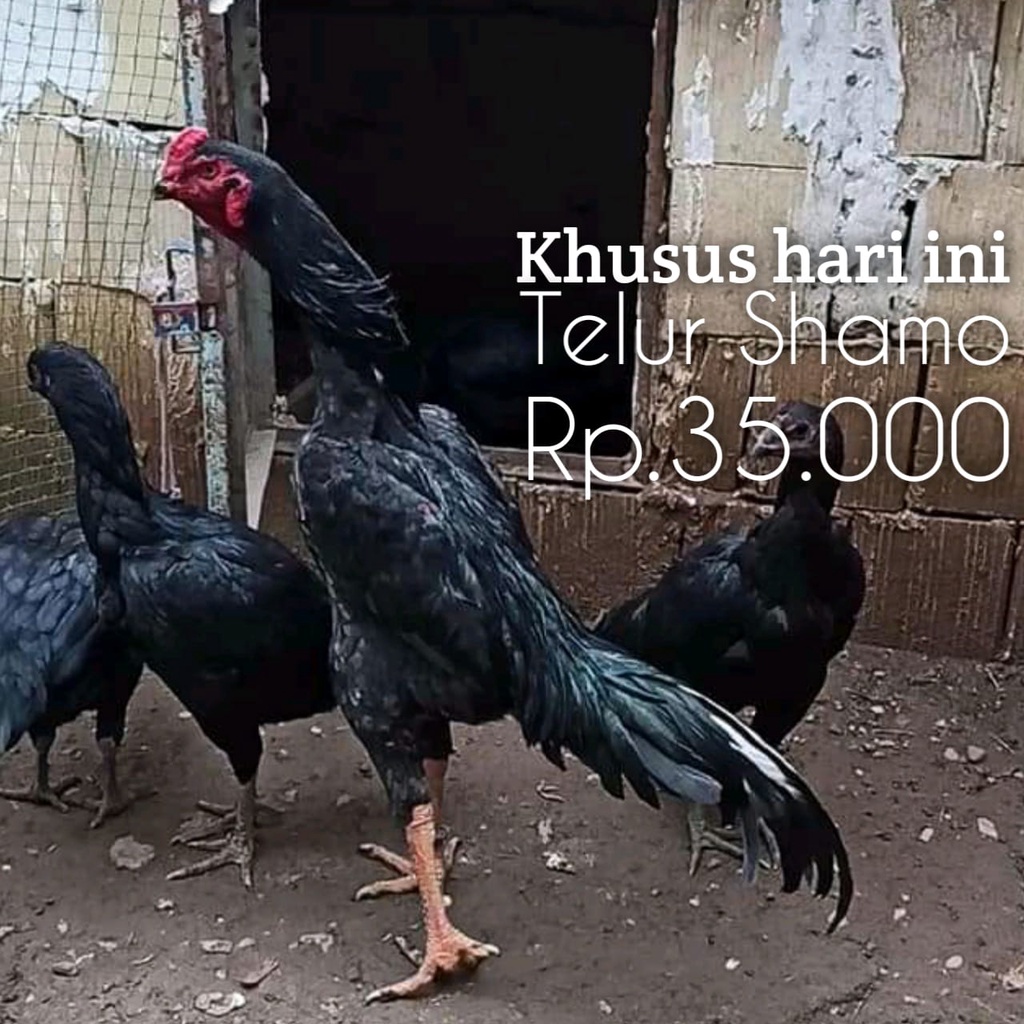 shamo japan ori super aduan fertil telur