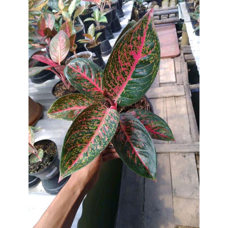 Tanaman hias Aglonema tiara