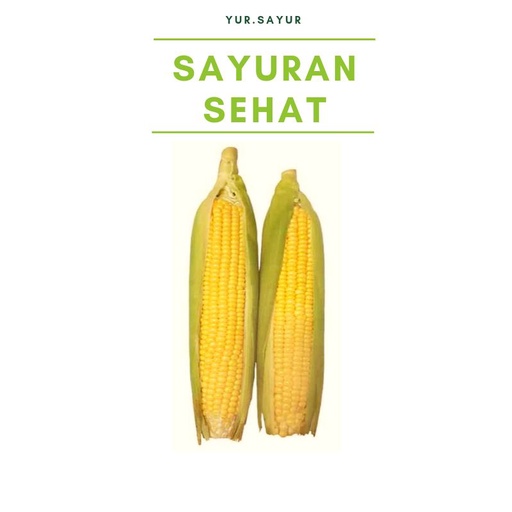 

JAGUNG MANIS 1 PCS