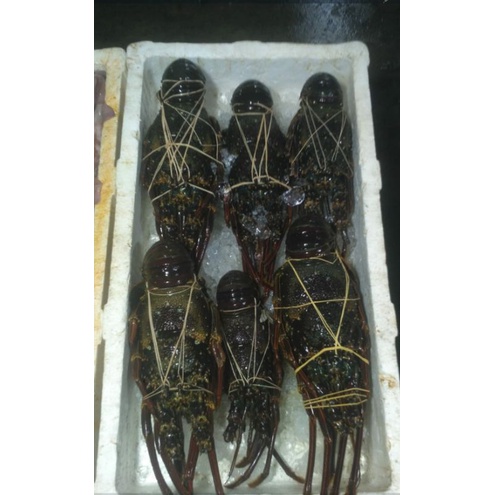 

lobster batu