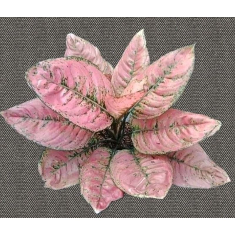 Aglonema Murah Anakan Ruby Fanta Best Seller