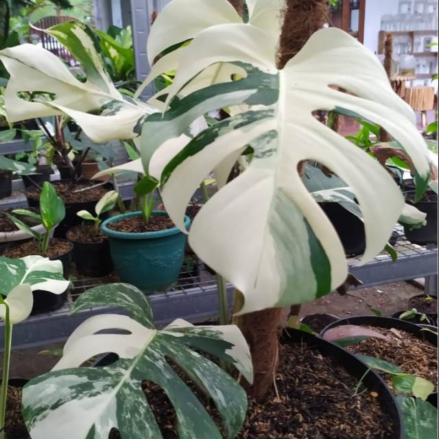 Tanaman Hias Monstera Albino Shopee Indonesia