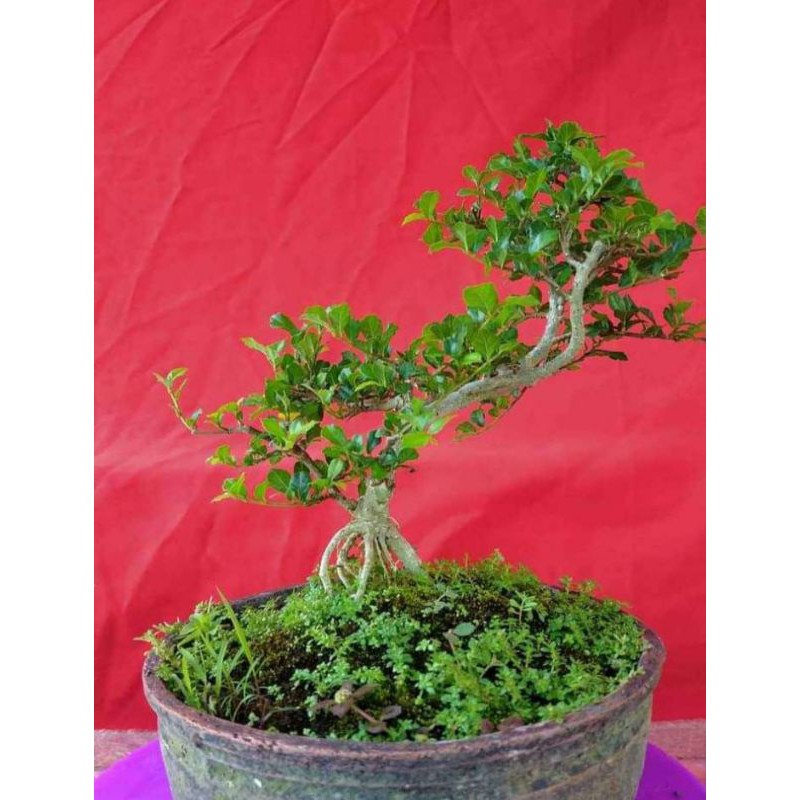 bahan bonsai serut hidub mame