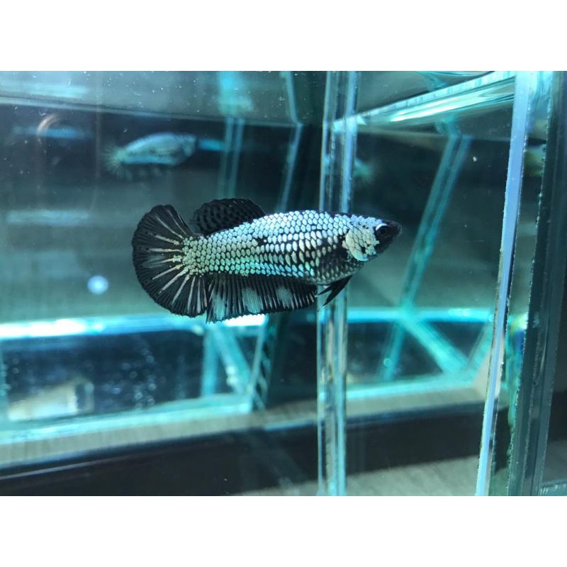 Cupang Avatar Black Copper Gold Female 01