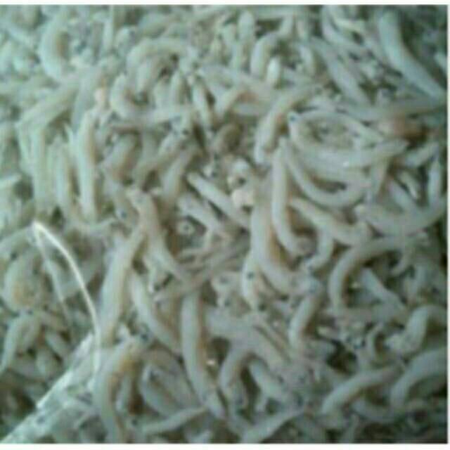 

Ikan teri Medan
