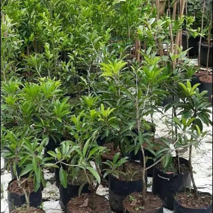 Bibit Tanaman Kemuning Jawa Restock*
