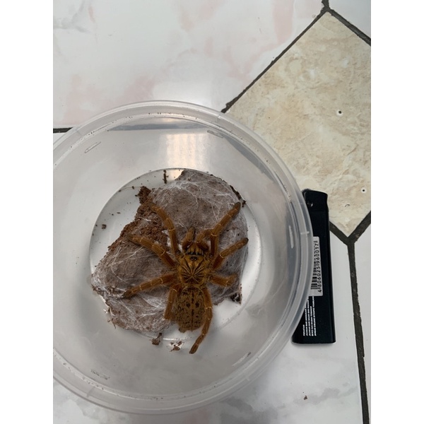 Kartu Exotic Orange Baboon Tarantula 8-9 cm Unsex
