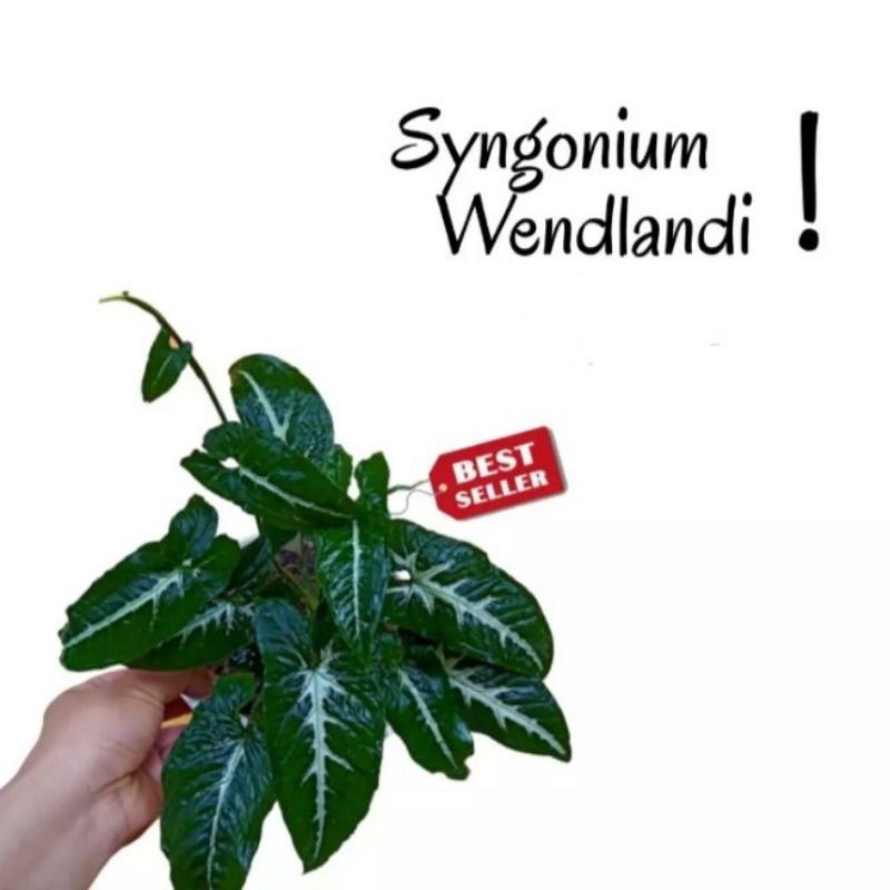Tanaman hias syngonium keladi / tanaman hias keladi wedlandi / tanaman keladi