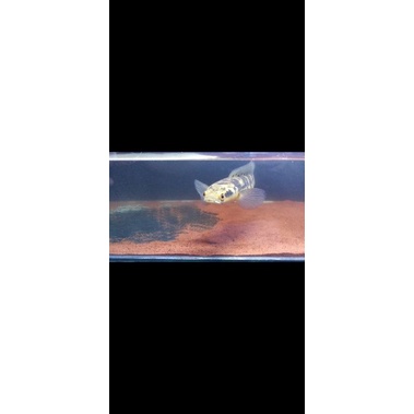 Channa maru yellow size 30cm