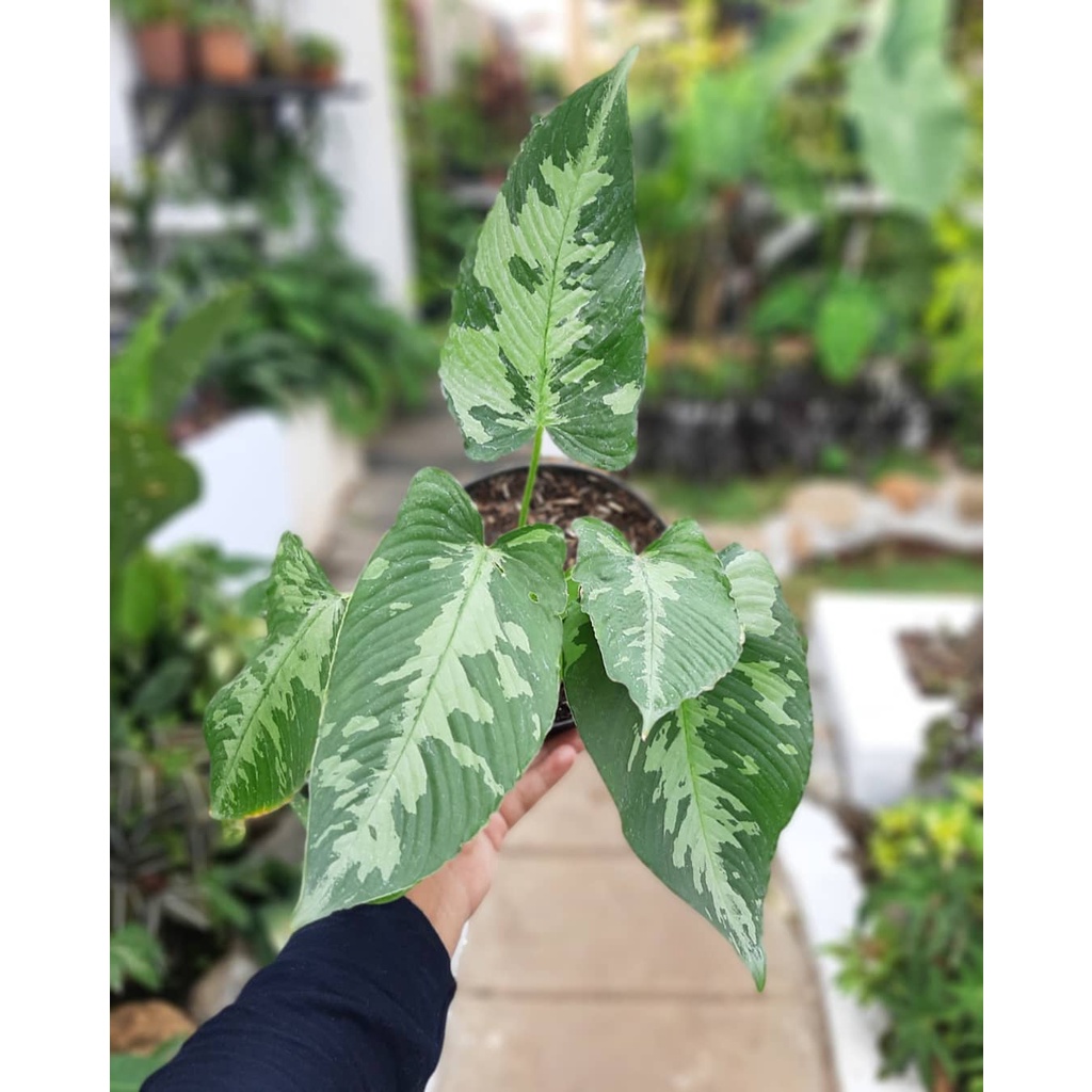 Tanaman  Homalomena pusila / schismatoglottis pusilla / schismatoglottis neoguineensis / homalomena 