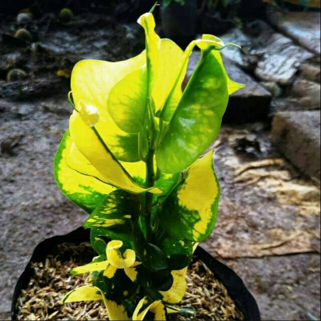Tanaman hias puring apel kuning andromeda Shopee Indonesia Tanaman hias puring apel kuning andromeda Shopee Indonesia