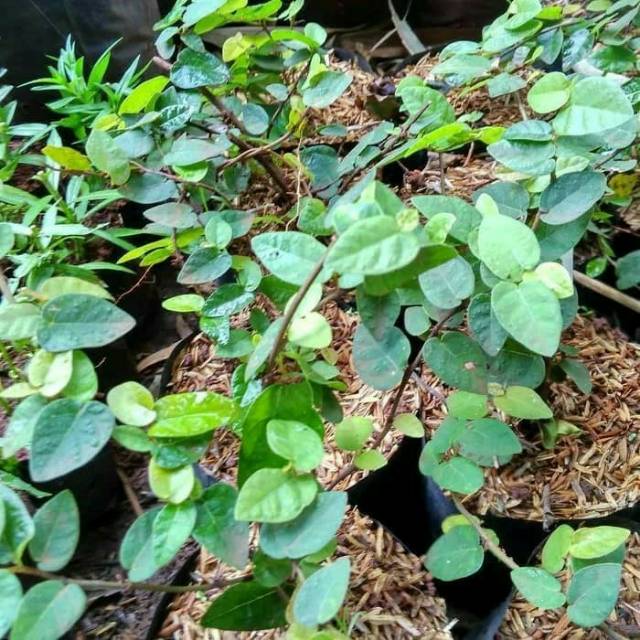 Tanaman Hias Rambat Dolar Kecil - Tanaman Dolar Kecil