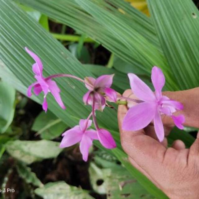 tanaman anggrek tanah  - anggrek - anggrek tanah - bunga anggrek - tanaman hias bunga