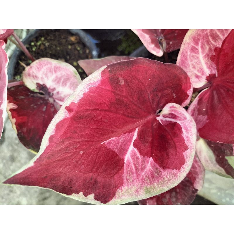 caladium Dwi warna anakan