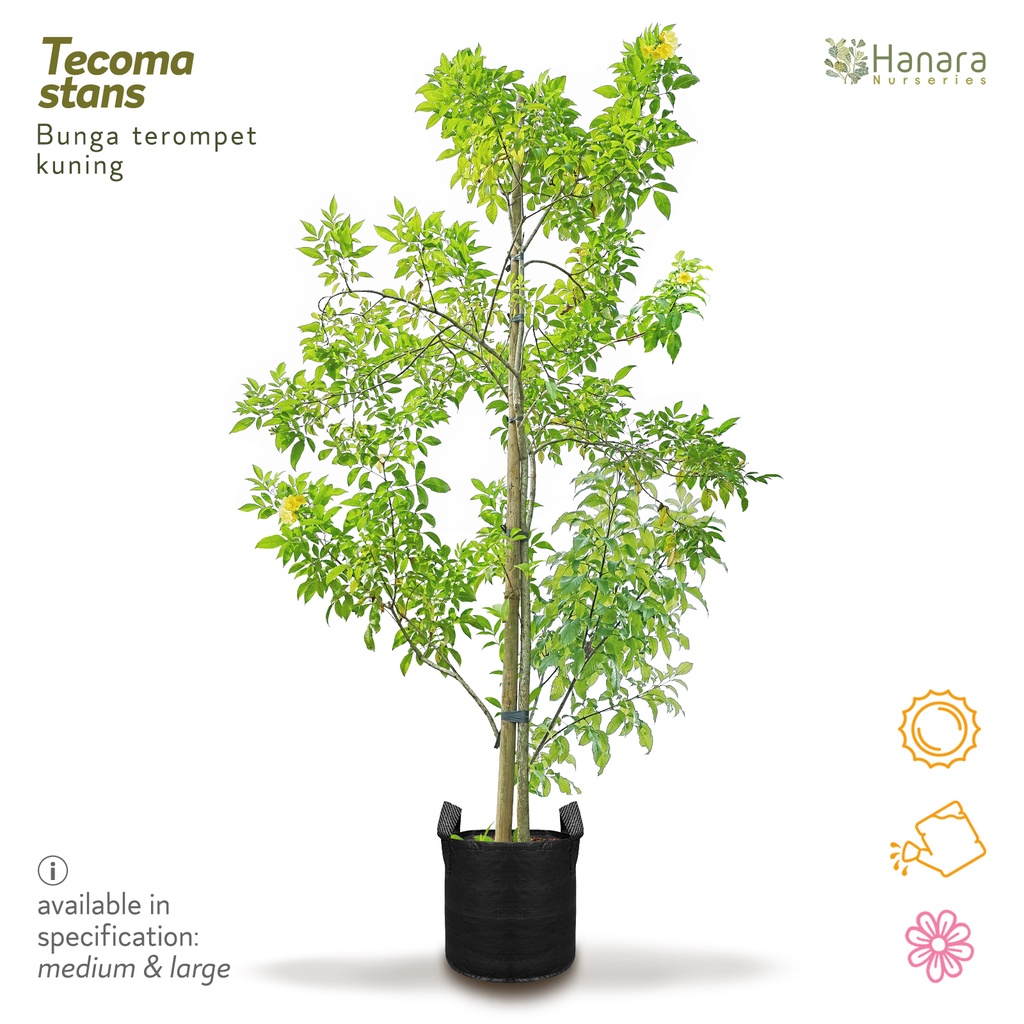 Tecoma stans - Bunga terompet kuning - pohon instan/instant tree