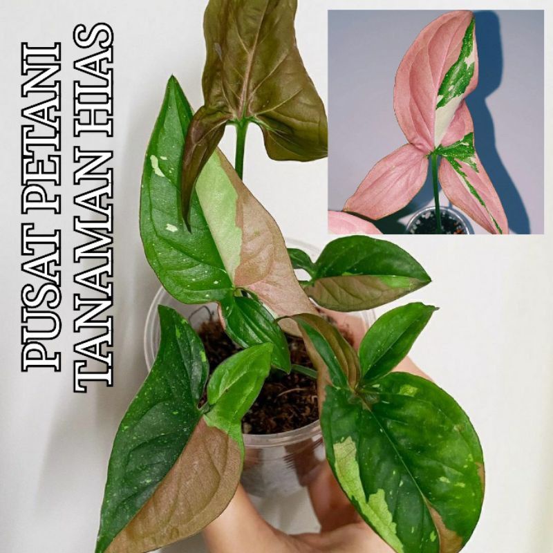 RARE Bibit syngonium Red spot tri color batang/bonggol original PUSAT PETANI TANAMAN HIAS