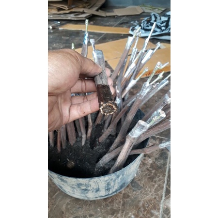 cutting grafting anggur import