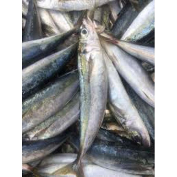 

Ikan Layang Jumbo 1kg