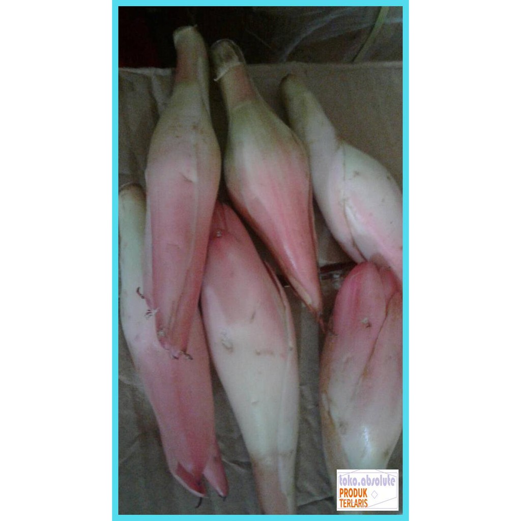 

Gf7Fthfy- Kincung /Kecombrang 500 Gr Iughhoi8-