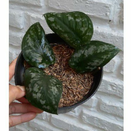 Tanaman Hias Scindapsus Pictus