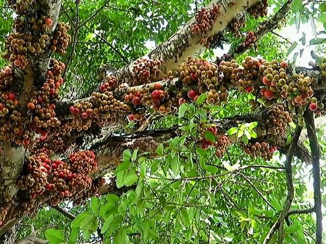 Pohon Loa Berbuah Lebat Di Tepi Jalan Ficus Racemosa Youtube