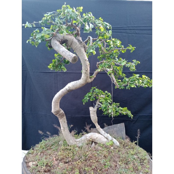 bonsai serut karakter unik