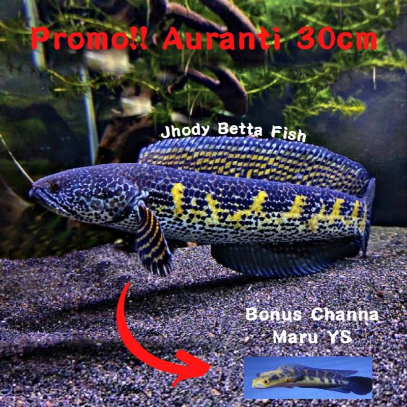 Channa Auranti 30cm Mental Barbar Mulus Aktif