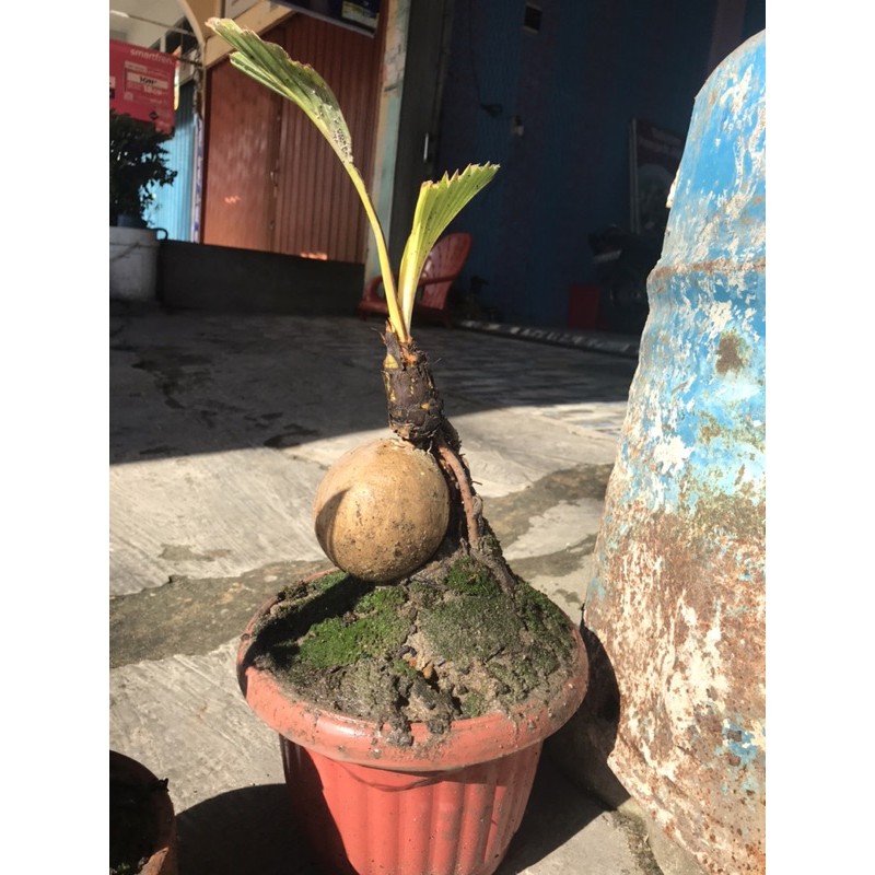 Bonsai kelapa gading kuning dan gading oren kota jambi
