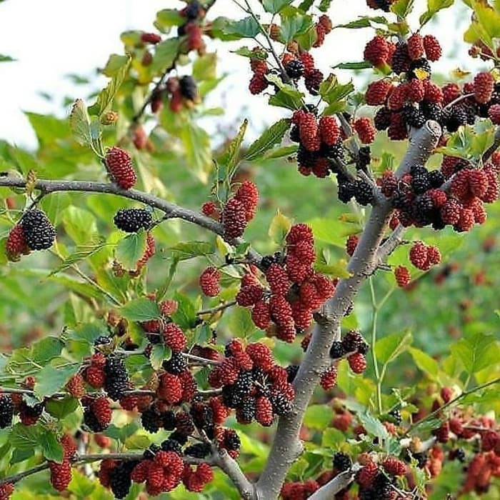 buah murbei segar