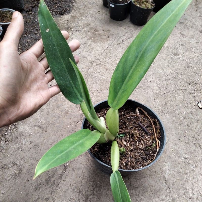 Pilo katak/Pilo eceng