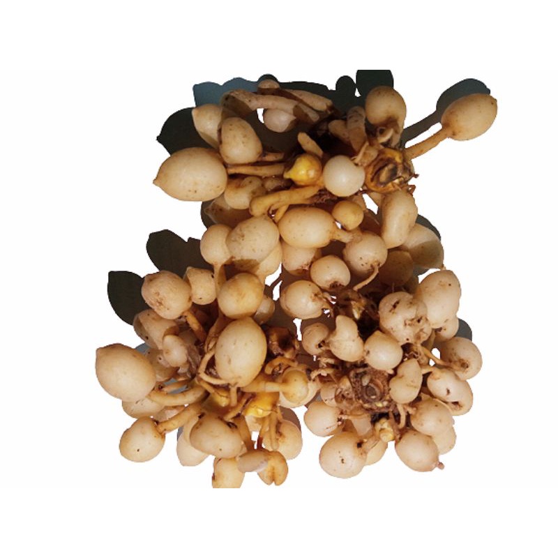 

KUNYIT PUTIH SEGAR GRADE A (1 KG)