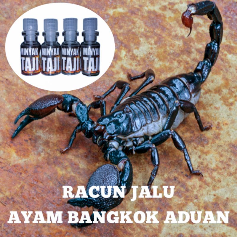 Ayam Bangkok asli RACUN JALU KALAJENGKING super ampuh gallus muangthai