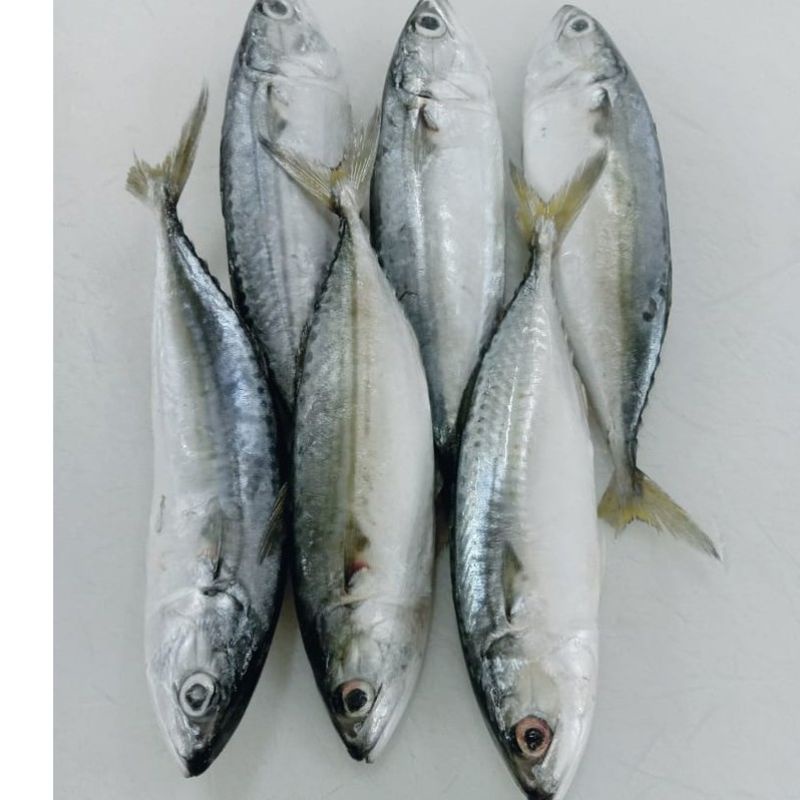 

Ikan kembung banjar - 500 gram