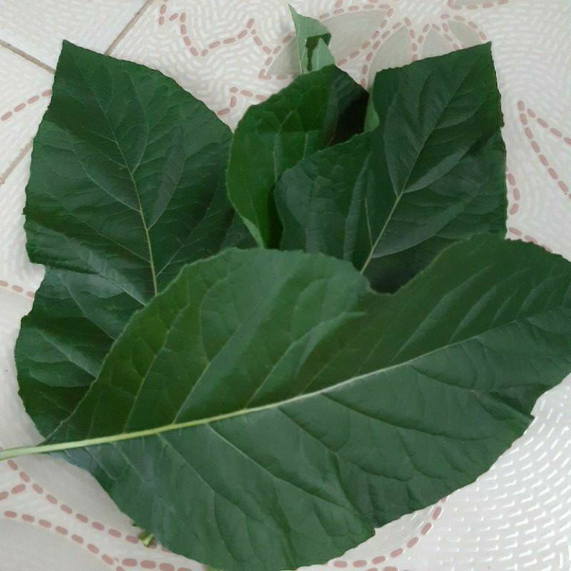 

Daun Afrika Obat Herbal