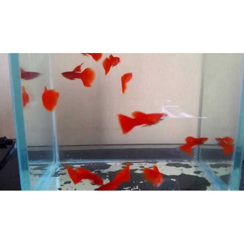 

paket trio gupy hias albino full red/afr