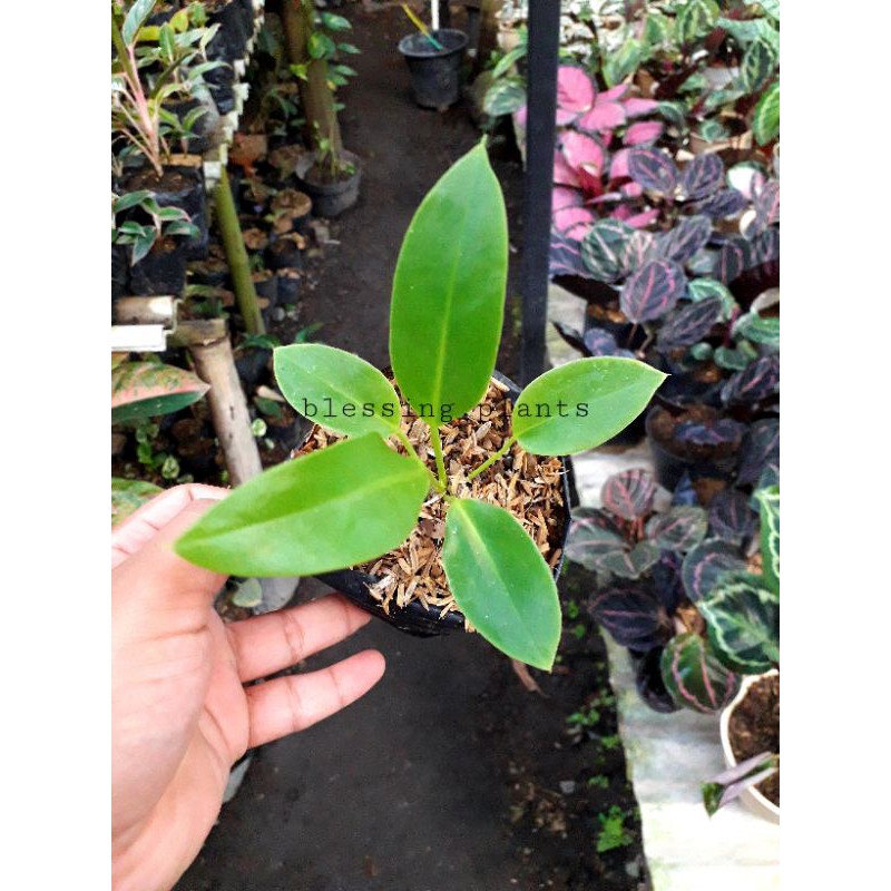 Anthurium Maricense Mayo (Golok)
