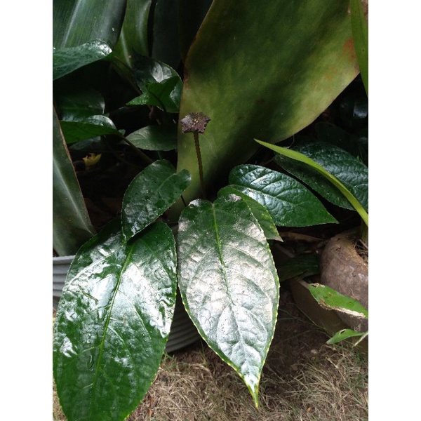 Tanaman hias Dorstenia elata