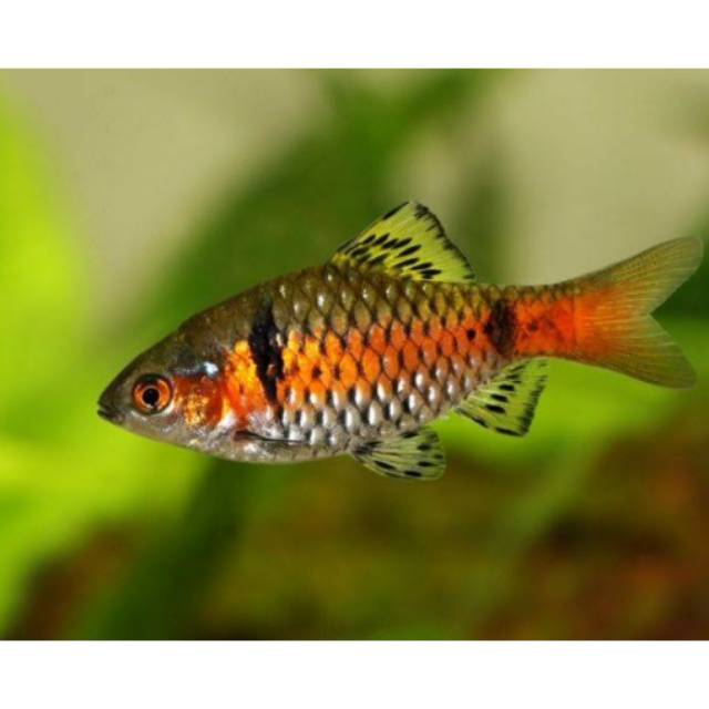 Ikan hias Odessa barb barbir fish