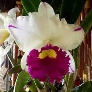 Anggrek Catleya Putih Lidah Merah