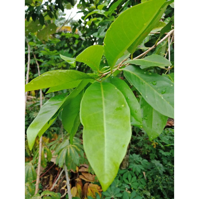 

DAUN SALAM FRESH LANGSUNG DIPETIK DARI POHON
