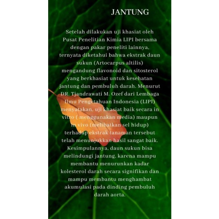 Teh Herbal Teh Daun Sukun Kualitas Premium Laasyaka Herbal Penghancur Batu Ginjal