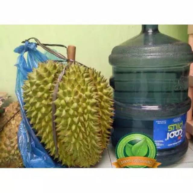 Bibit durian bawor kaki 3 super