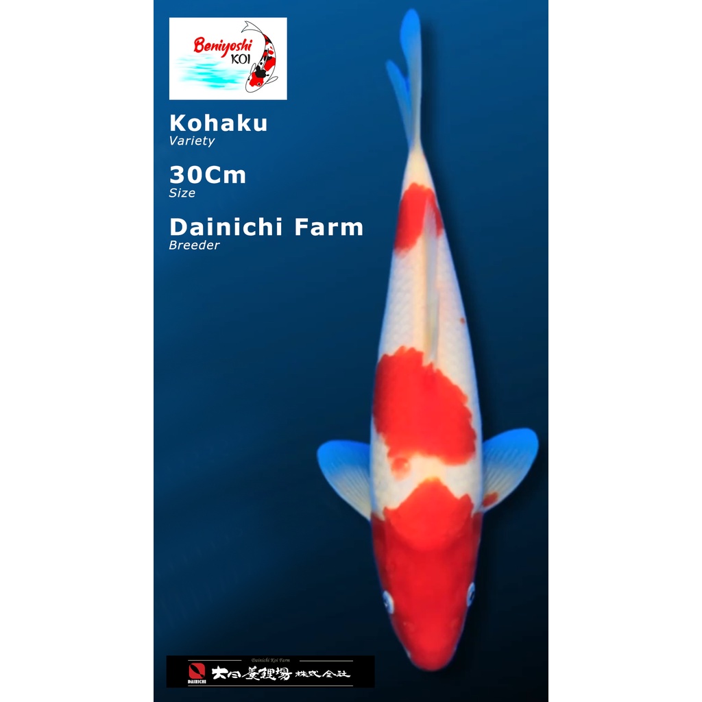 Ikan Koi Kohaku Import Dainichi Koi Farm Size 30cm - Sertifikat