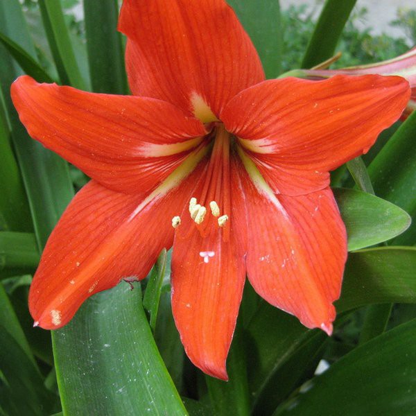 Jual tanaman hias bakung amarilis hippeastrum striatum | Shopee Indonesia