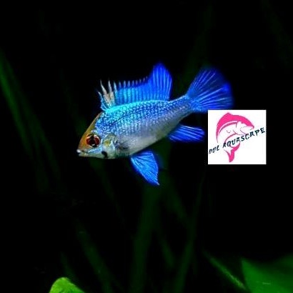 Hiasan aquarium / ikan hias electric blue aquascape