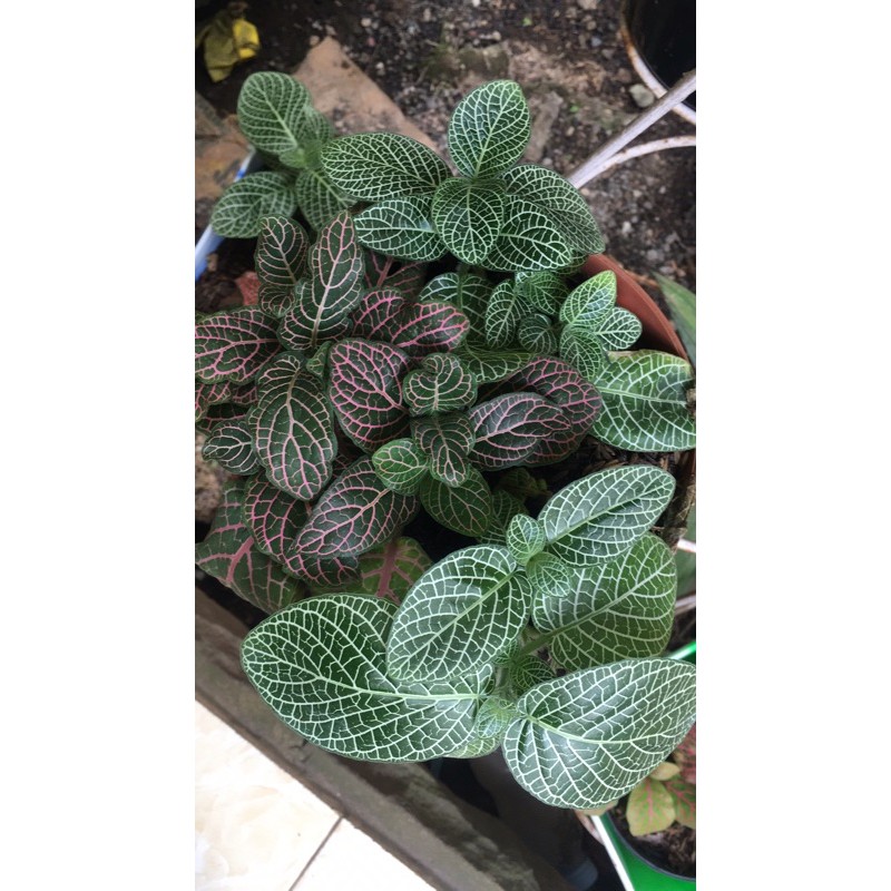 

fittonia mix