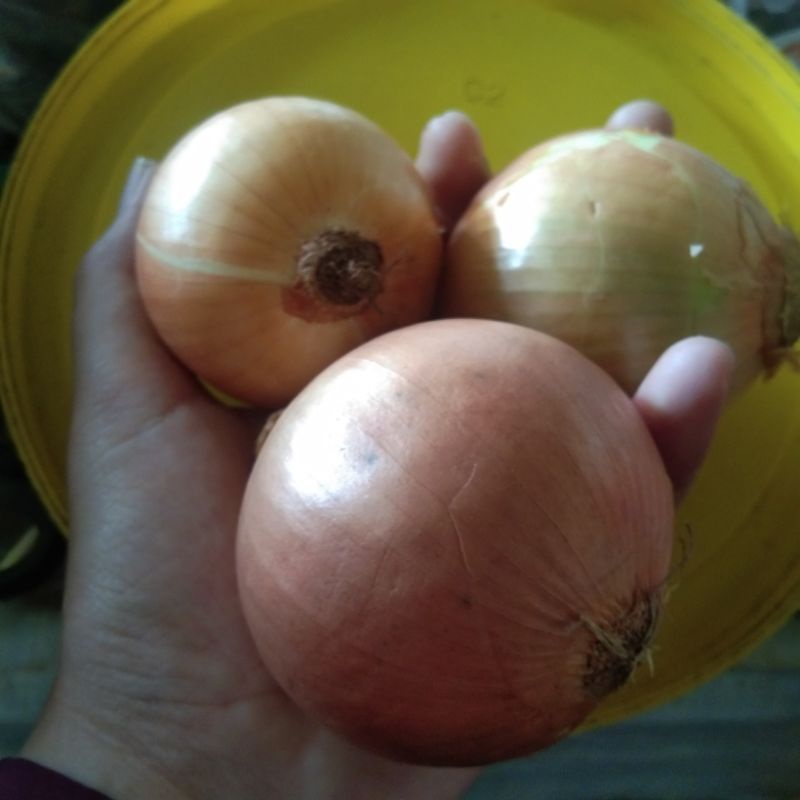 

bawang bombay 250 gram dpt 3 biji 7999
