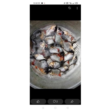 segala.jenis.ikan