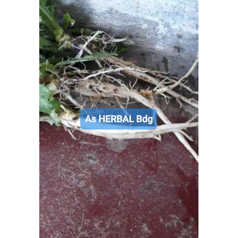 

Akar kitolod Kitolo Per 800 gram-az